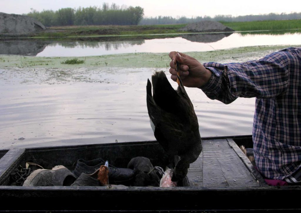 Afshan poacher  hokersar wetland 
