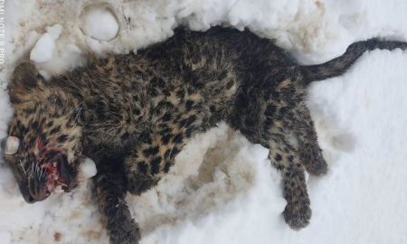 leopard killed in Shopian