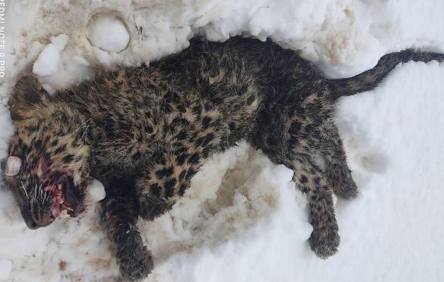 leopard killed in Shopian